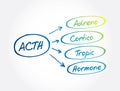 ACTH - Adrenocorticotropic hormone acronym, medical concept background