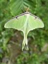 Actias luna American moon giant moth Royalty Free Stock Photo