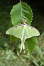 Actias luna American moon giant moth Royalty Free Stock Photo