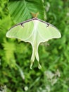 Actias luna American moon giant moth