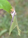 Actias luna American moon giant moth Royalty Free Stock Photo