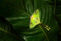 Actias luna, luna moth, beautiful yelow green butterfly from Florida, USA. Big colourful insect nature vegetation, butterfly sitti Royalty Free Stock Photo