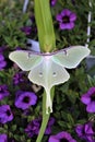 Actias luna, the Luna Moth Royalty Free Stock Photo