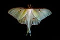 Actias Luna moth on black background Royalty Free Stock Photo