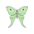 Actias Selene butterfly, luna moon moth. Hand drawn illustration