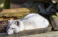 Actic Fox sleeping Royalty Free Stock Photo