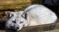 Actic Fox sleeping Royalty Free Stock Photo