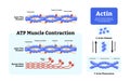 Actin ATP Muscle Contraction diagram. Labeled with protein structure and location. Polymerization explanation with pointed end, Royalty Free Stock Photo