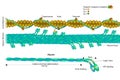 Actin filament and Myosin filament. Structure Myosin. Muscle Actin myosin interaction. Troponin Royalty Free Stock Photo