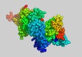 Actin molecular model