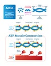 Actin vector illustration. Labeled diagram with protein structure. Royalty Free Stock Photo