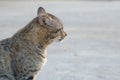 Acting, adorable, adult, animal, background, beautiful, black, cat, closeup, curious, cute, eyes, face, fauna, feline, floor, fluf Royalty Free Stock Photo