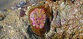 Actinia, Anemonia sulcata, or Mediterranean snakelocks sea anemone