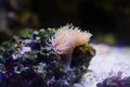 Actinia and corals in beautiful aquarium