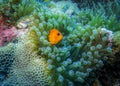 Actinia Entacmaea Quadricolor and anemone fish living in it in the Indian ocean