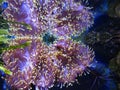 Actinia (sea anemona)