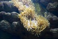 Actinia (sea anemona) Royalty Free Stock Photo