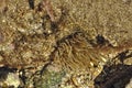 Actinia in the sea