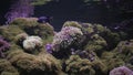 Actinia seaweed under water