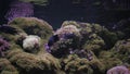 Actinia seaweed under water