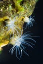 Actinia sp., possibly Diadumene lineata, sea anemone in Black Sea saltwater marine biotope aquarium, macro shot of invasive alien