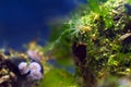 Actinia sp., sea anemone in Black Sea saltwater marine biotope aquarium, macro shot of invasive alien species