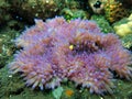 Actiniaria marine plant coral bali