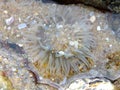 Actiniaria white sea anemone marine Royalty Free Stock Photo