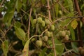 Actinidia arguta, the hardy kiwi at its point of maturation Royalty Free Stock Photo