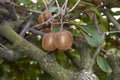 Actinidia deliciosa branch with kiwi fruit