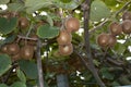 Actinidia deliciosa branch with kiwi fruit