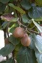 Actinidia deliciosa branch with kiwi fruit