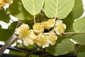 Actinidia deliciosa flower close up Royalty Free Stock Photo