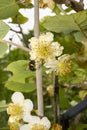 Actinidia deliciosa flower close up Royalty Free Stock Photo