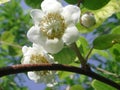 Actinidia deliciosa white flower Royalty Free Stock Photo