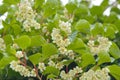 Actinidia (Hardy Kiwi) Plant with Flowers Royalty Free Stock Photo