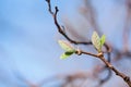 Actinidia kolomikta