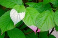 Actinidia kolomikta