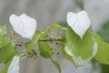 Actinidia kolomikta leaves, characteristic colouring