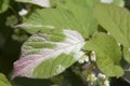 Actinidia kolomikta leaves