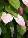 Actinidia kolomikta variegated-leaf hardy kiwi leaves