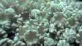 Actinium anemone underwater on background marine landscape in Red sea.