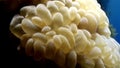 Actinium anemone underwater on background marine landscape in Red sea.