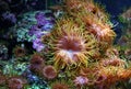 Water-world. Coral garden. Royalty Free Stock Photo
