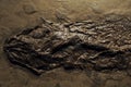 Actinoperygii Cyclurus kehieri fossilized fish in stone Royalty Free Stock Photo