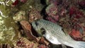 Actinopterygii Klein fish Ostracion cubicus meleagris underwater.