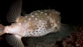 Actinopterygii Puffer boxfish fish with white in corals in search of food underwater.