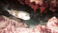 Actinopterygii Puffer boxfish fish with white in corals in search of food underwater.