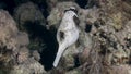 Actinopterygii Puffer boxfish with white in corals in search of food underwater.