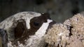 Actinopterygii Puffer boxfish with white in corals in search of food underwater.